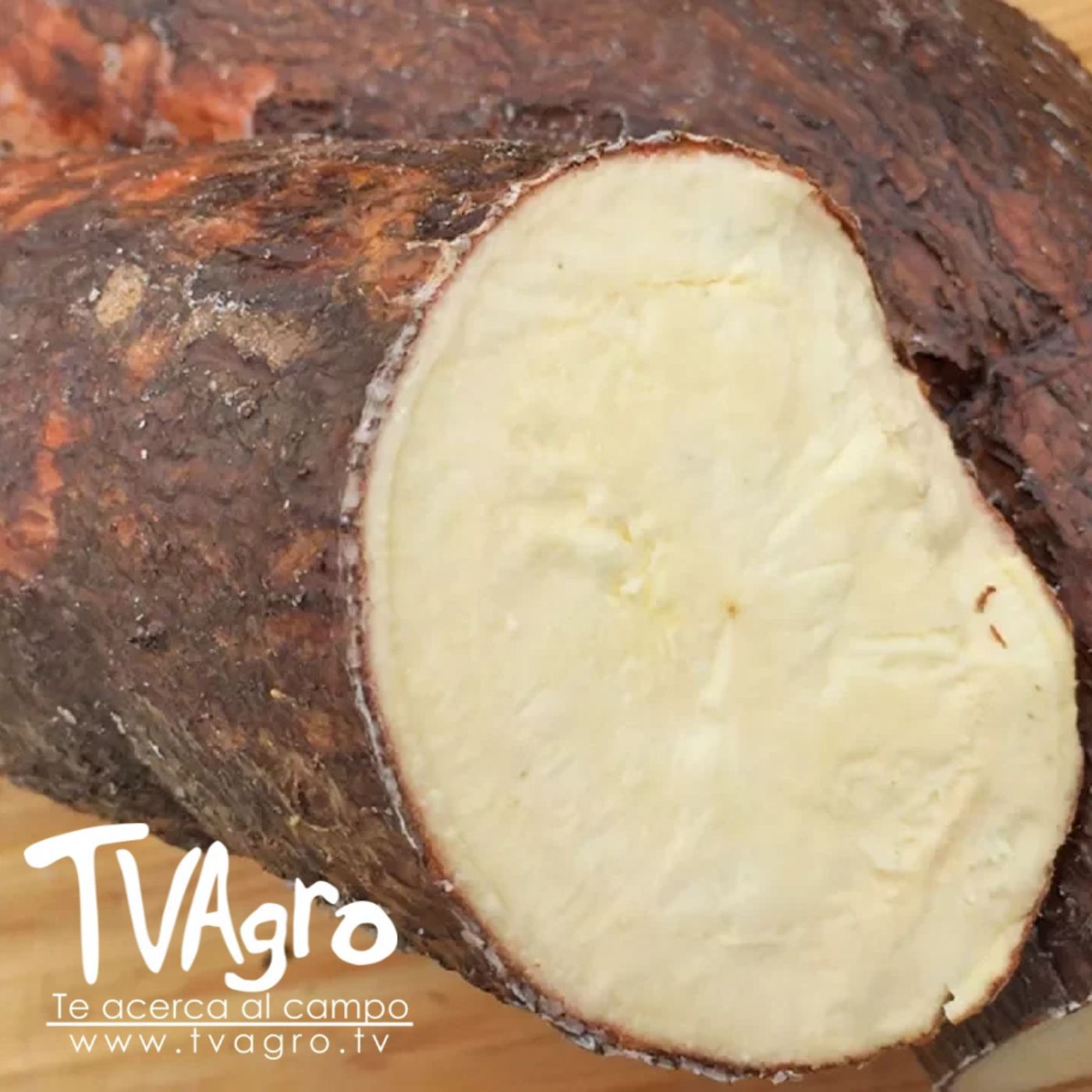 TV AGRO