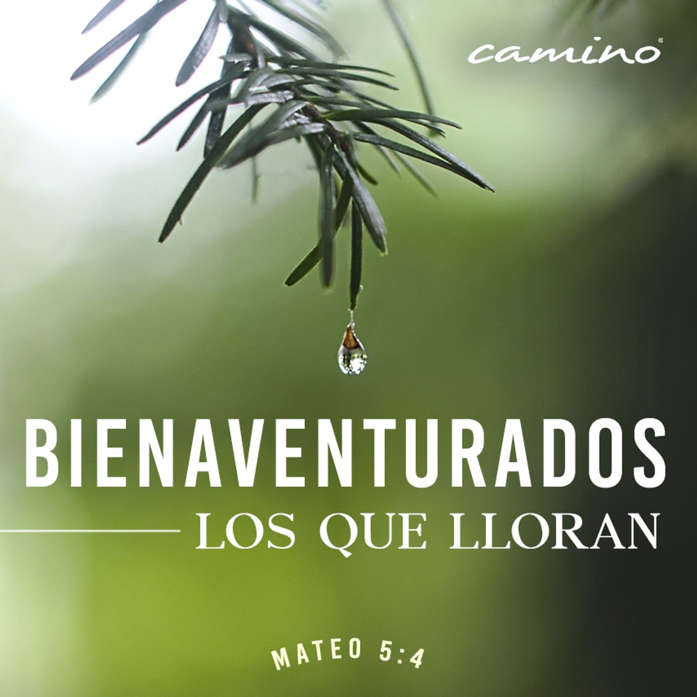 Oración 3 de enero (Bienaventurados los que lloran) episode artwork