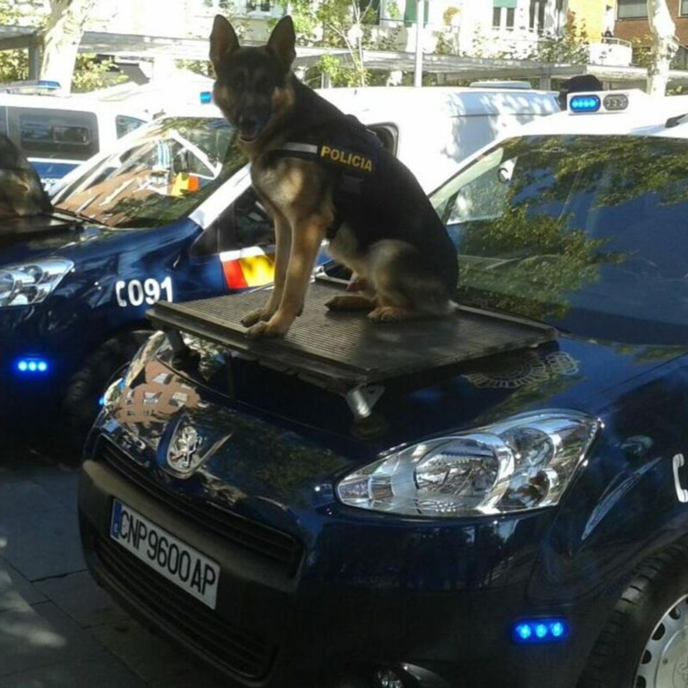5 Perros policia episode artwork