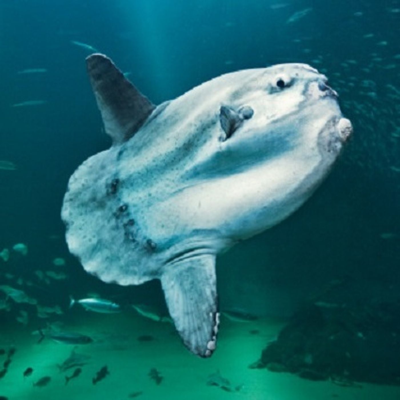 (Smile File) Incredible story-pity on the Sunfish! episode artwork