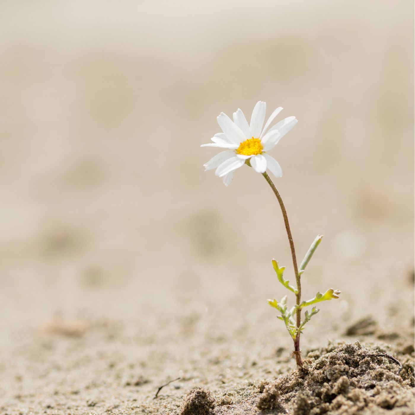 María la resiliente