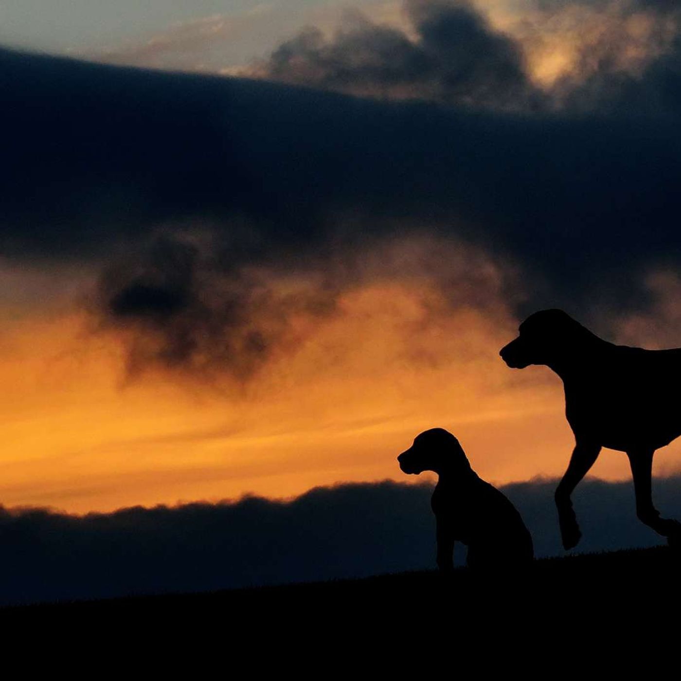 The Communication of Two Dogs by William J. Long