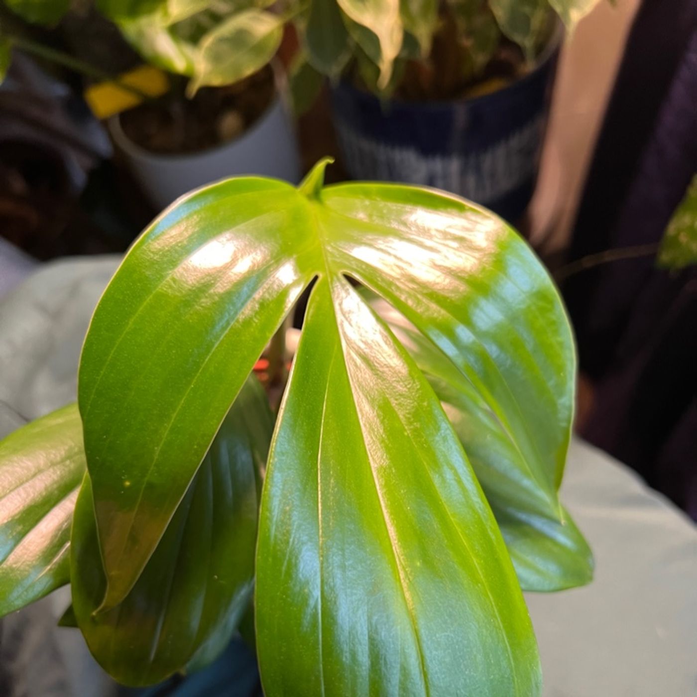 Episode 141 - Q&A: Should I put leca in soil?