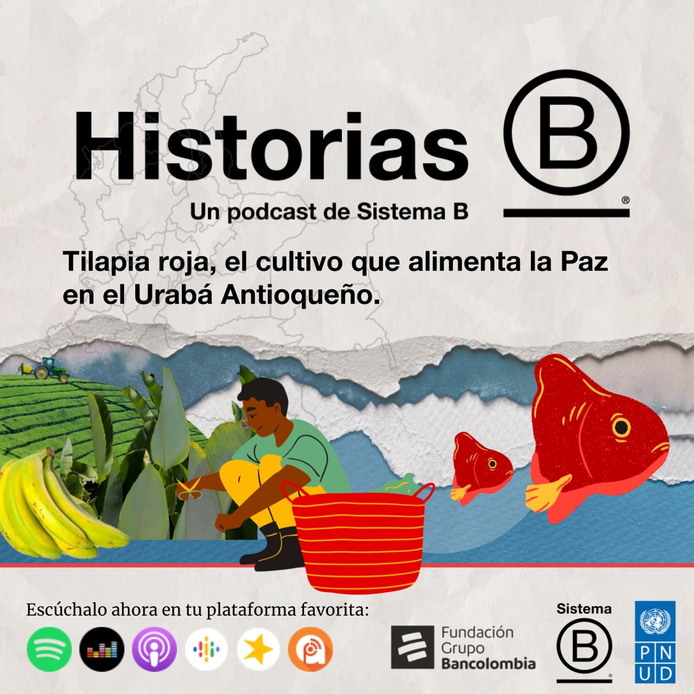 Fundación Bancolombia y (PNUD): Tilapia roja, el cultivo que alimenta La Paz en el Urabá antioqueño
