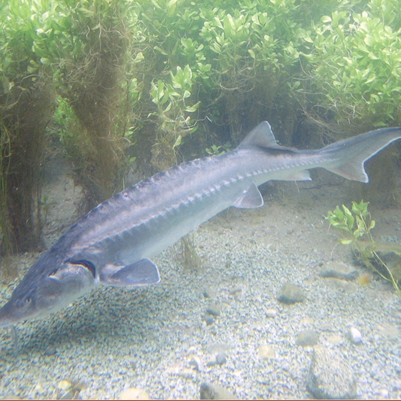 Lo storione, un pesce preistorico!