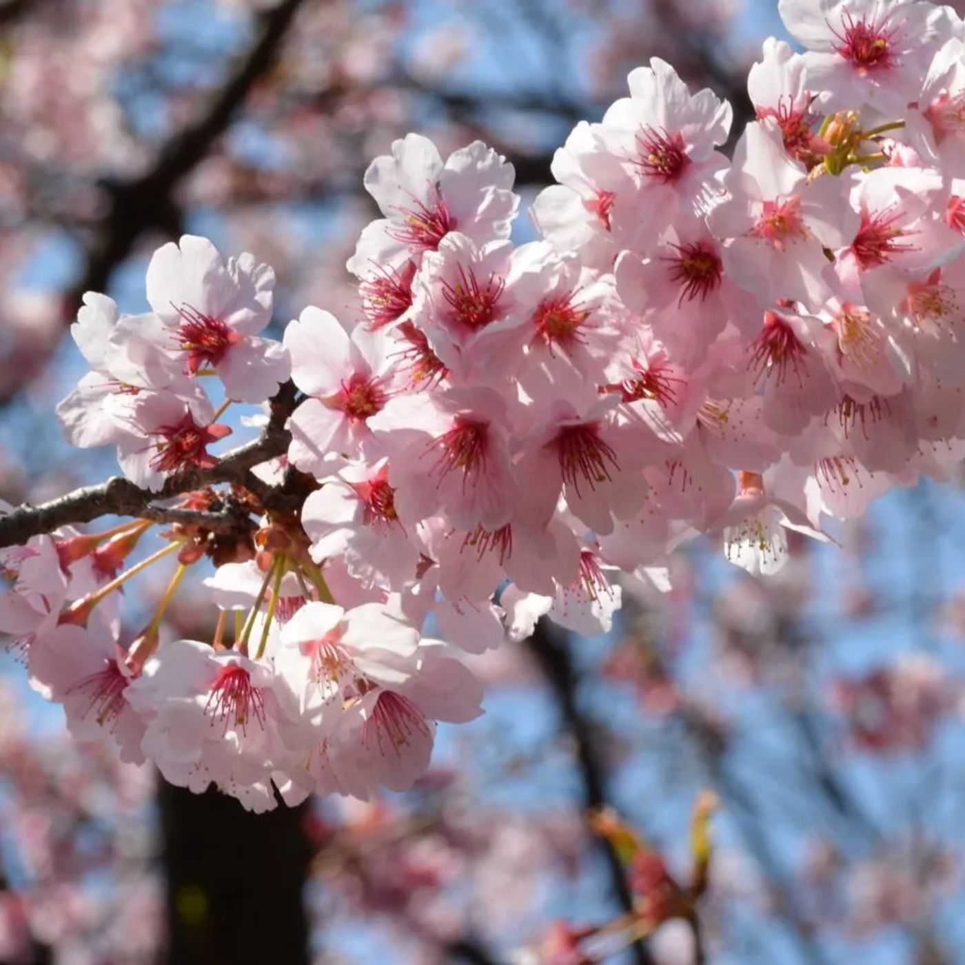 Cerezos Sakura