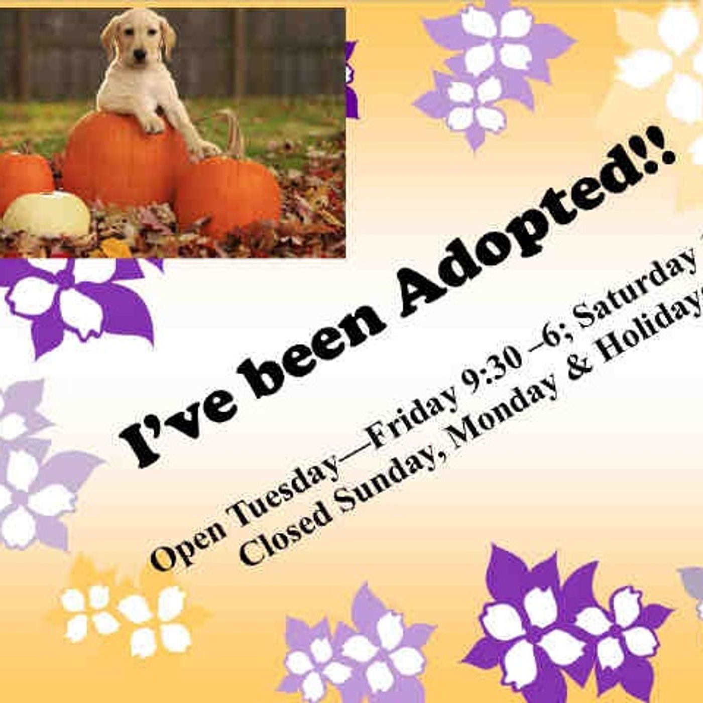 Animal Shelter Solutions - Show 7 - Fundraising episode artwork