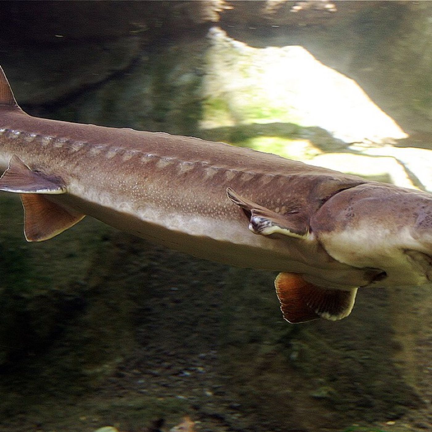 Lo storione, un pesce preistorico!