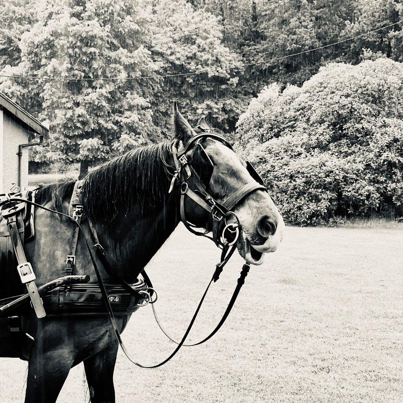 Omaha's Year of the Fire Horse; Season of the Fish Fry