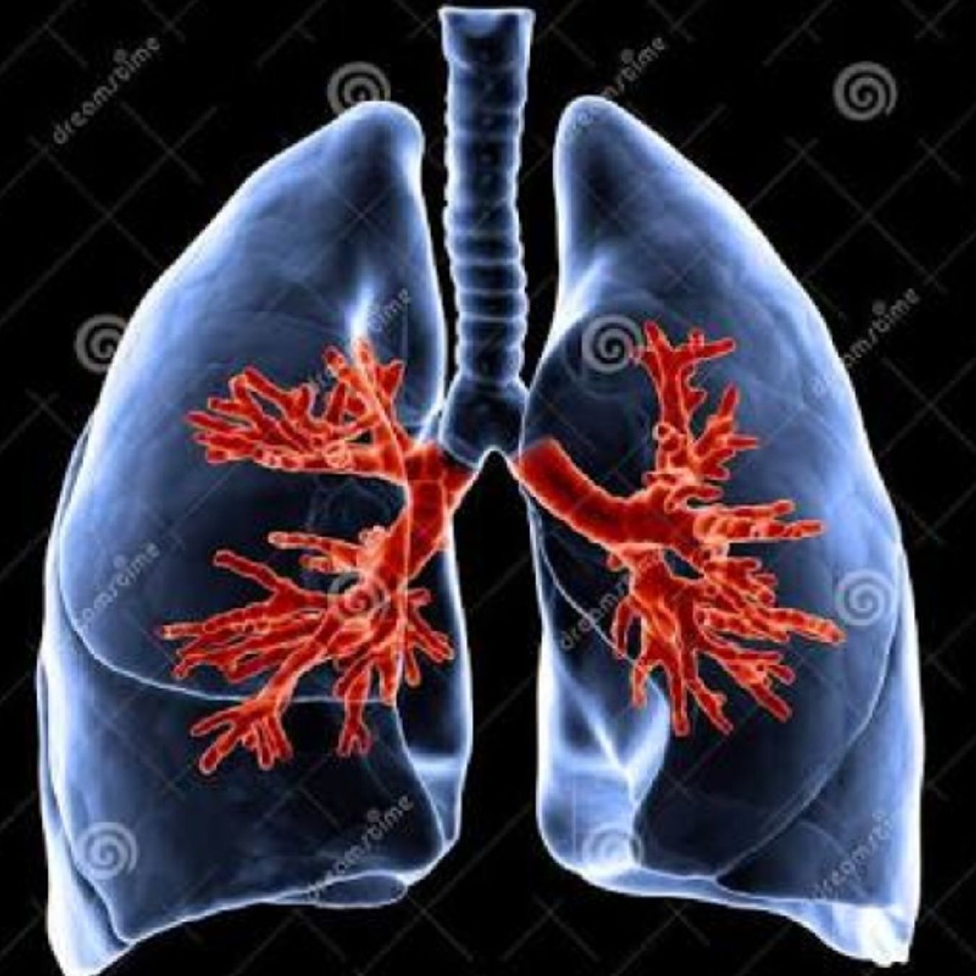 Sistema Respiratório