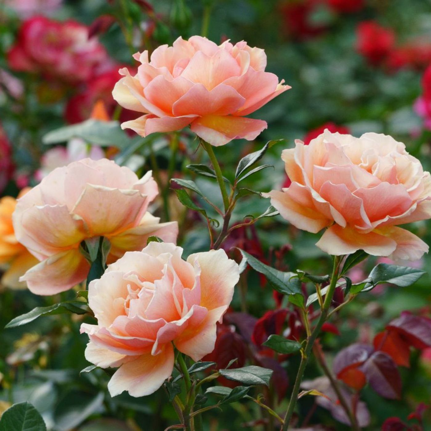 Verwendungsmöglichkeiten von Rosen im Garten: Tipps von Gärtner Norbert Seeger aus Leipzig