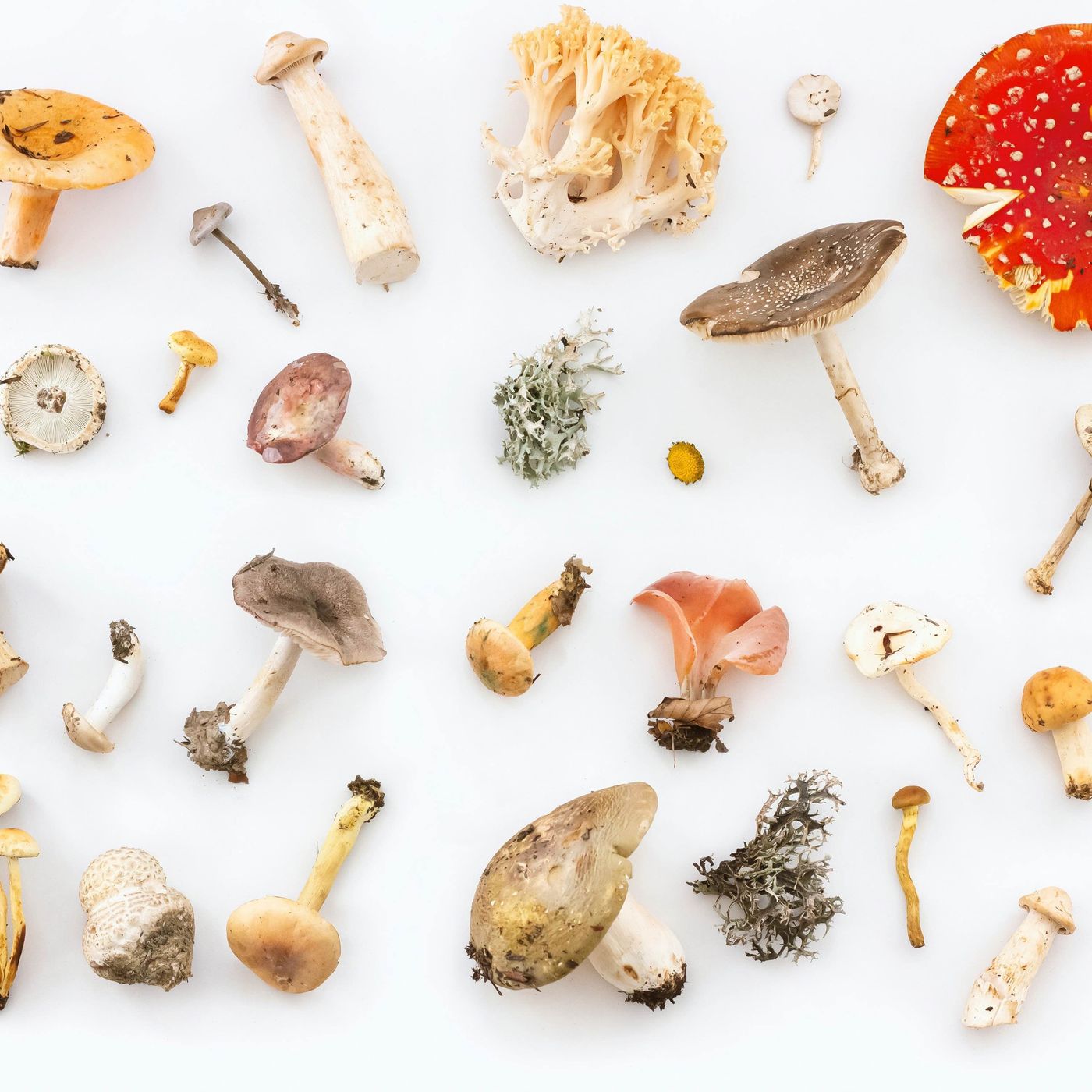 Mushrooms for Cholesterol and Mental Wellness 🍄