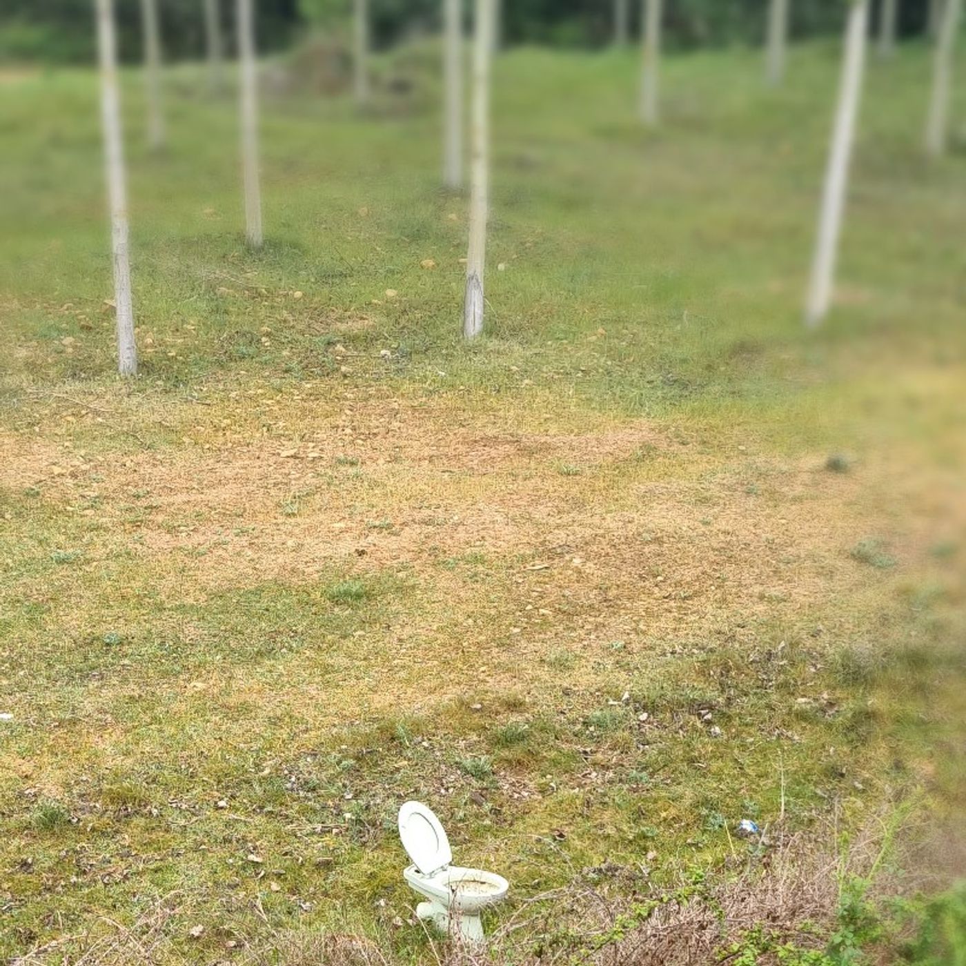 Paul Adams\'s Camino Live podcast