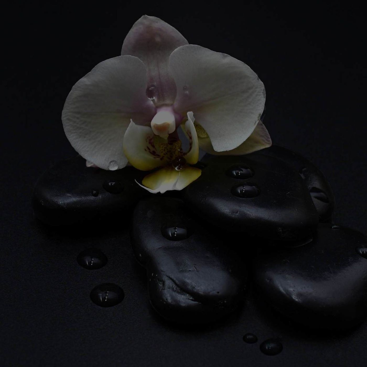 Therapeutix Wellness: Holistic Healing!! podcast artwork
