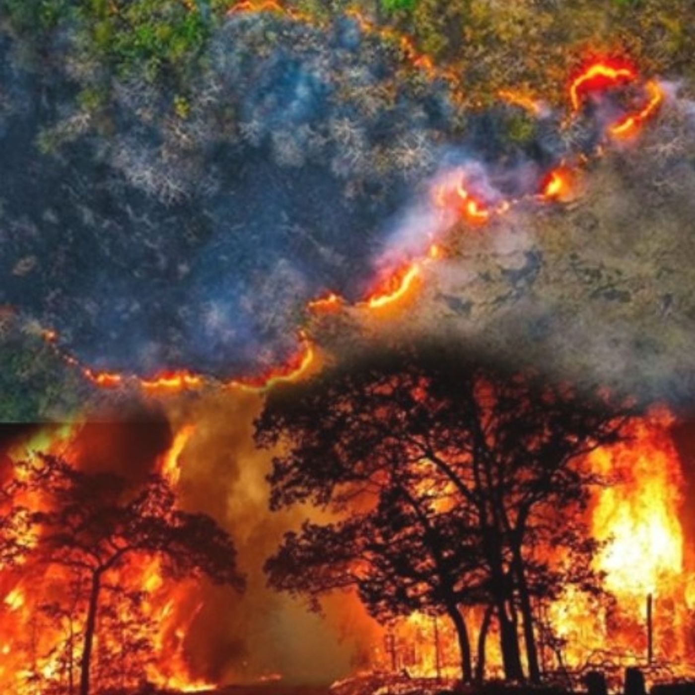 جنگلهای هیرکانی؛ «گنجینة ملی در آتش»