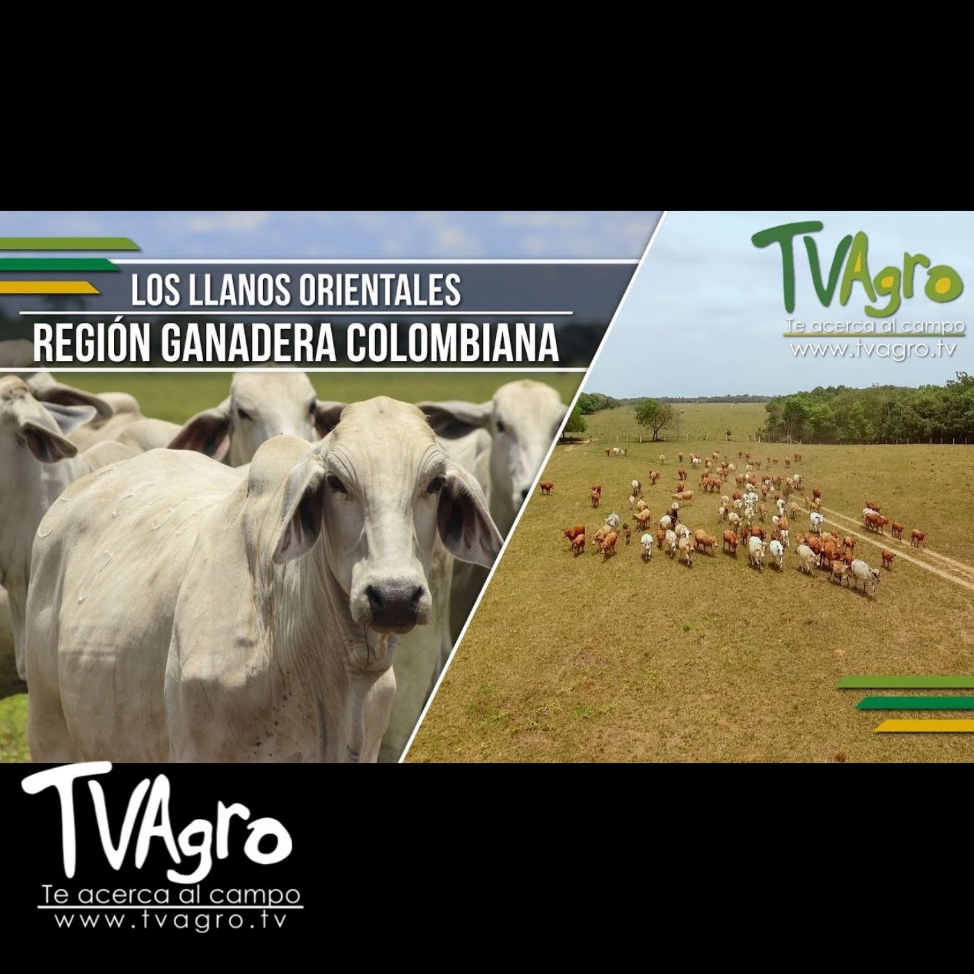 TV AGRO