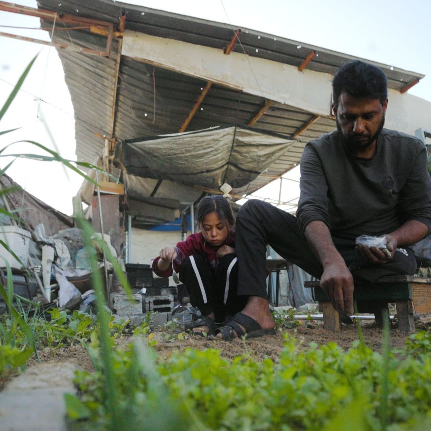 Faixa de Gaza tem 3% das terras agrícolas acessíveis e intactas