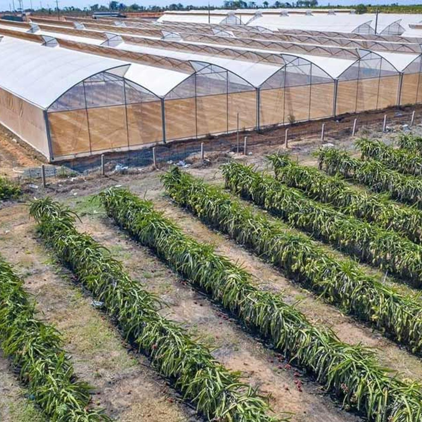 Bất động sản Đất Nền