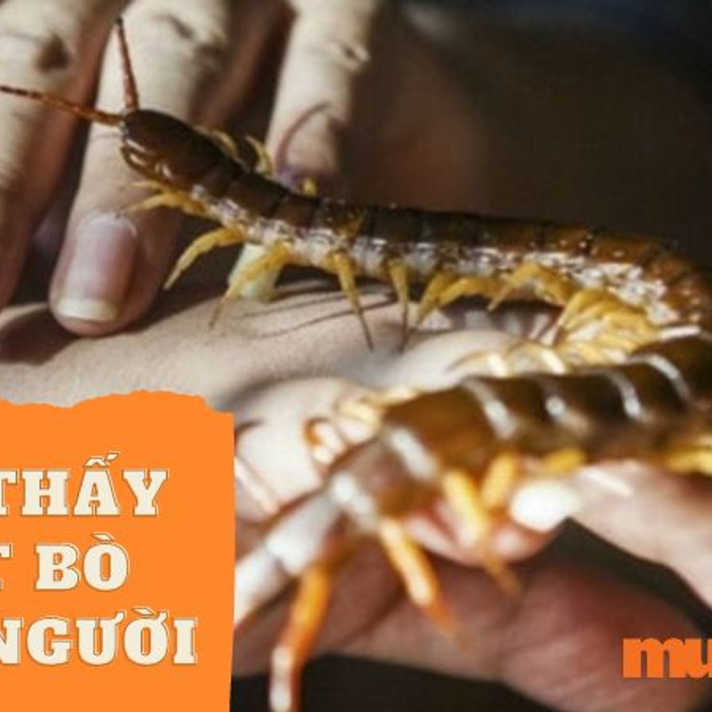 Mơ Thấy Rết Bò Lên Người – Giải Mã Giấc Mơ Bí Ẩn episode artwork