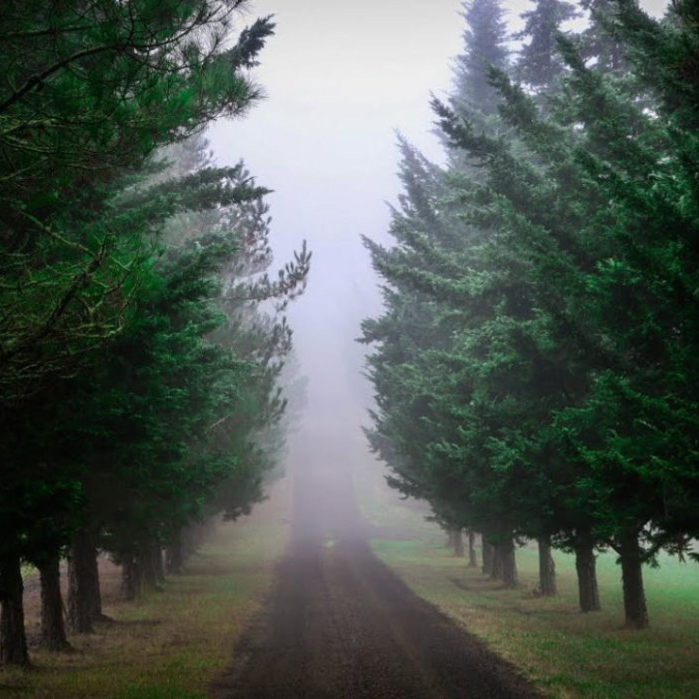 The Bigfoot of Green Gulch