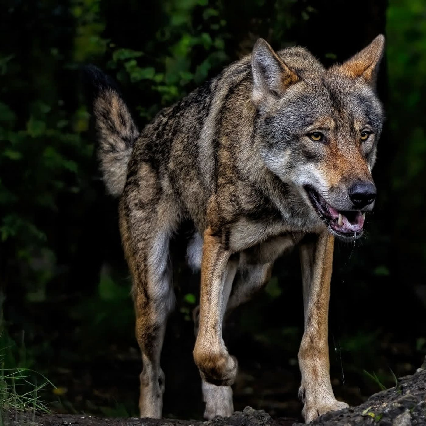 Co zrobić spotykając w lesie wilka? Co zrobić spotykając w lesie wilka?