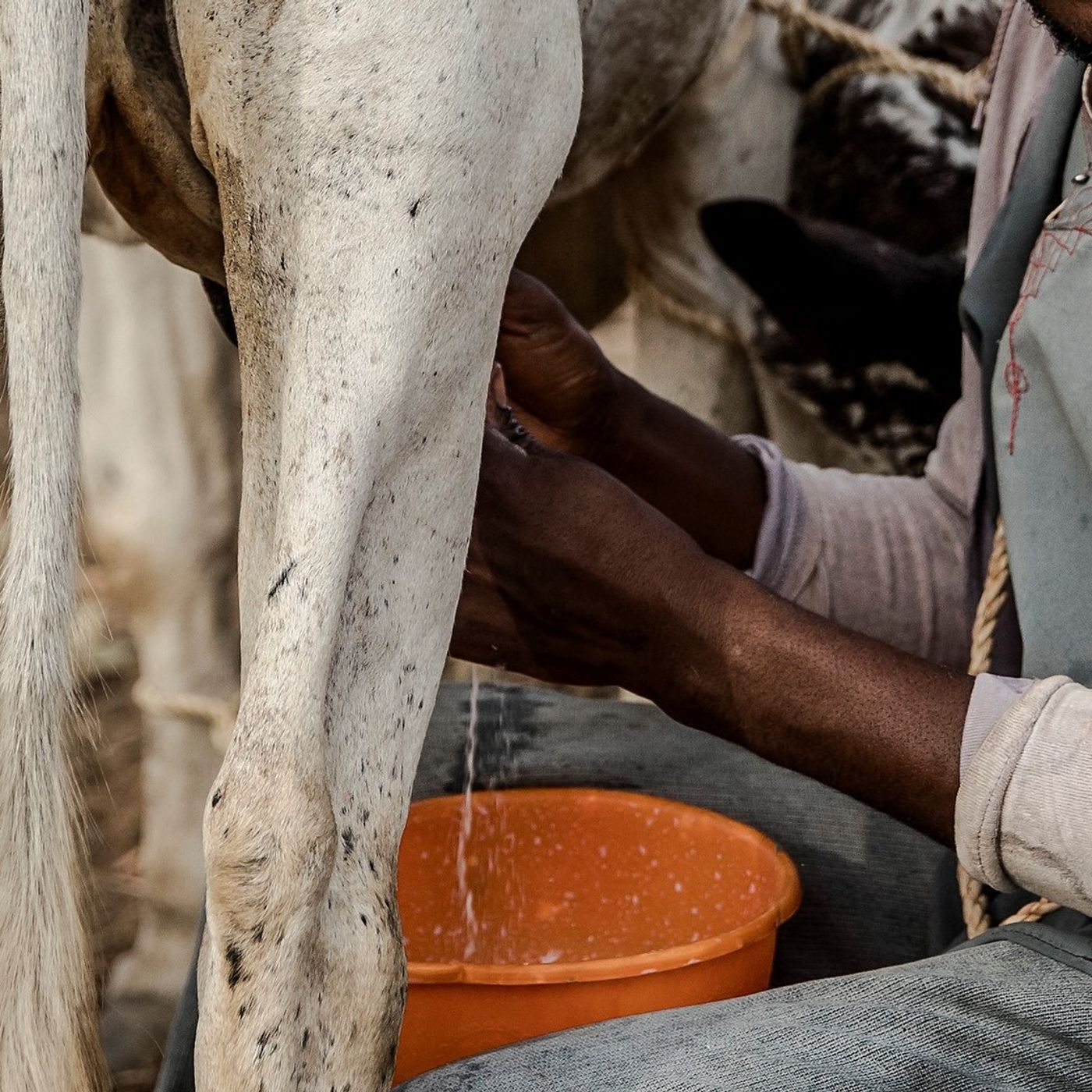 Birnin Konni : des femmes transforment le lait au sein de la coopérative Nonon Sahel (Le Niger sur Kalangou) episode artwork