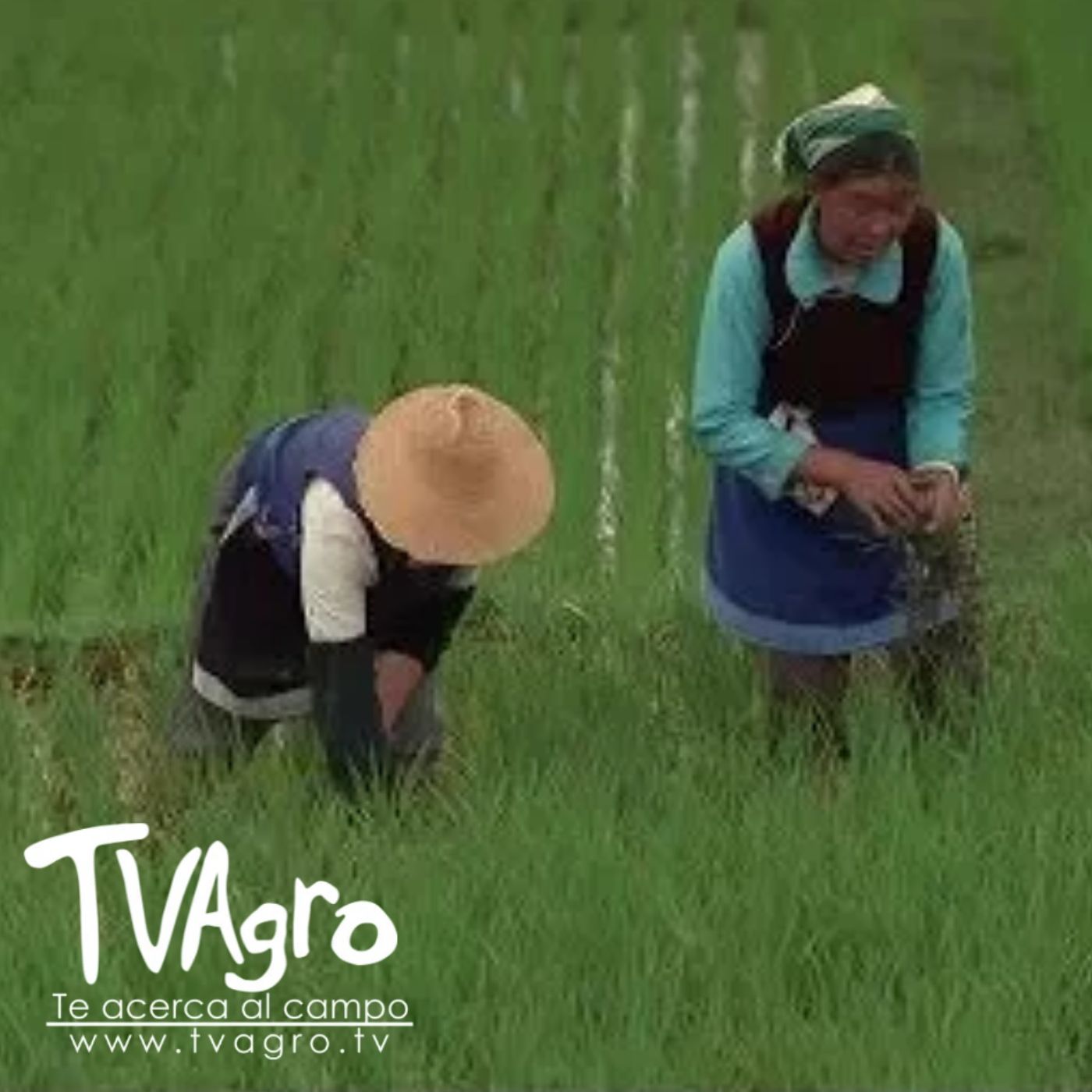 TV AGRO