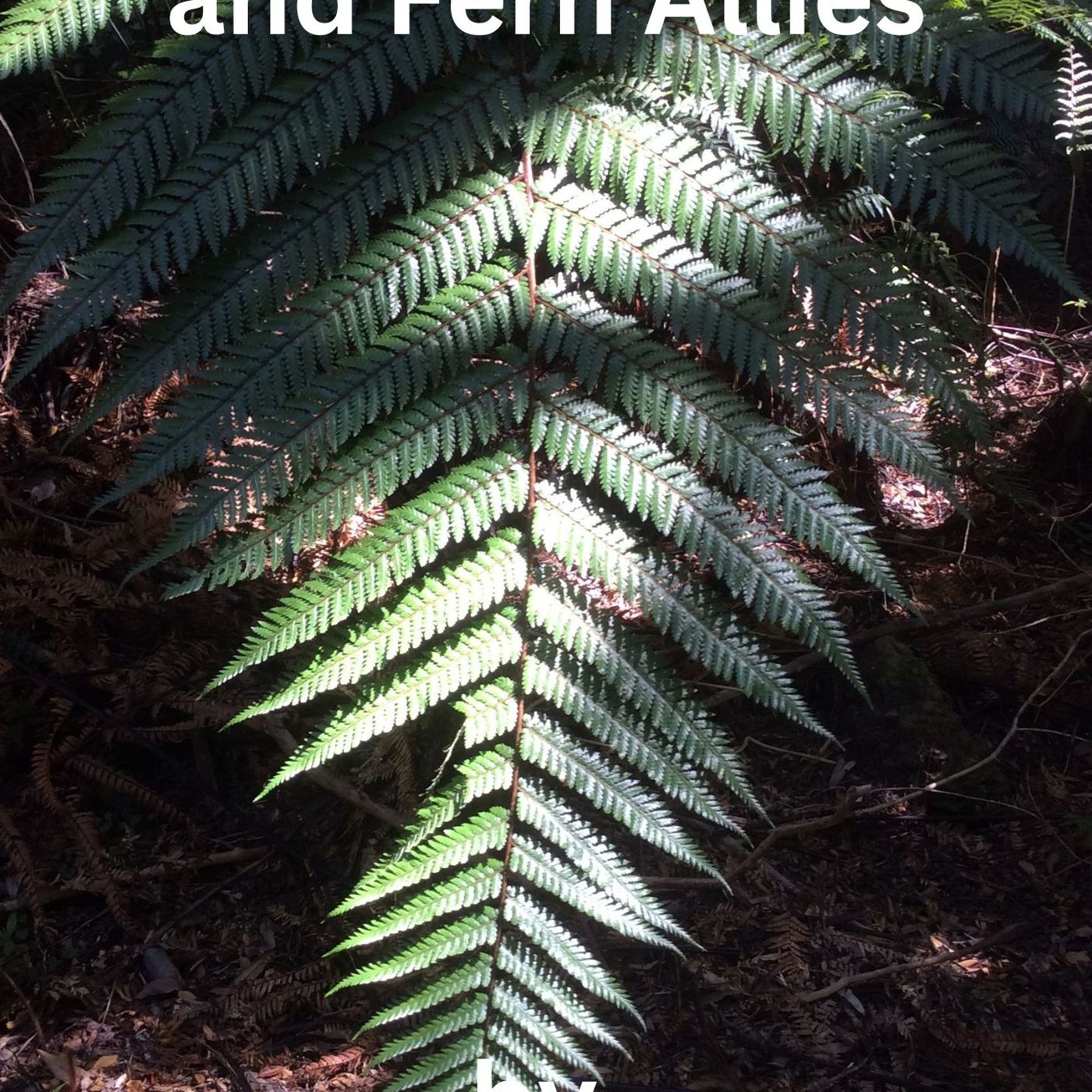 Show 109: Medicinal Ferns, Surprises and Miracles