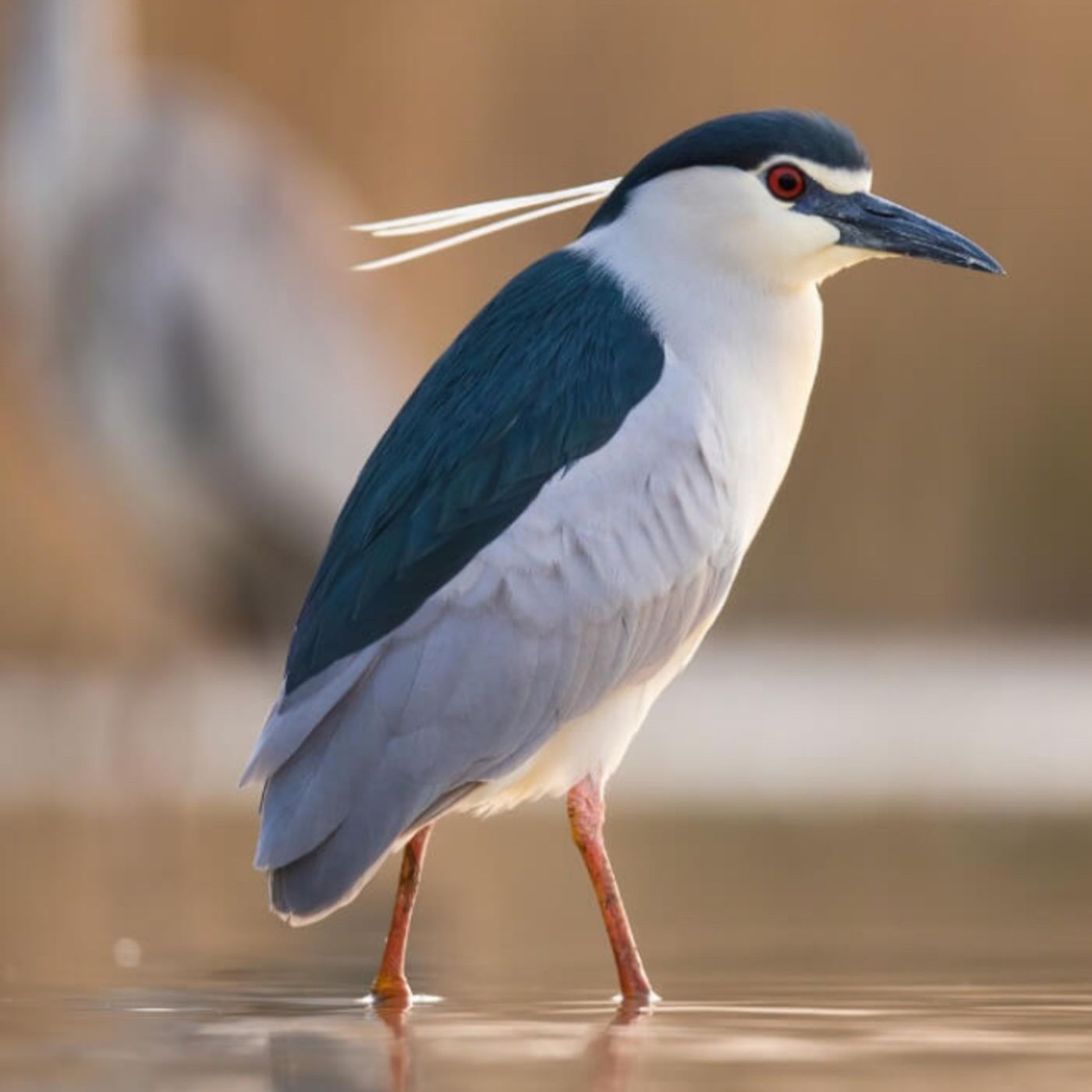 EL MARTINETE Y EL SILURO