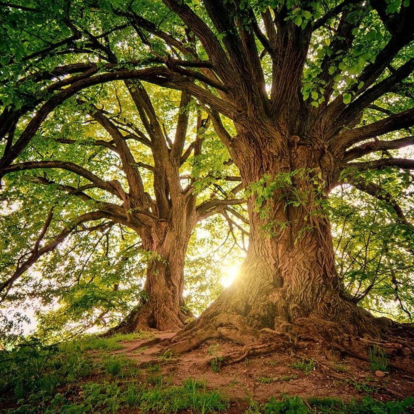 Buon compleanno, alberi!
