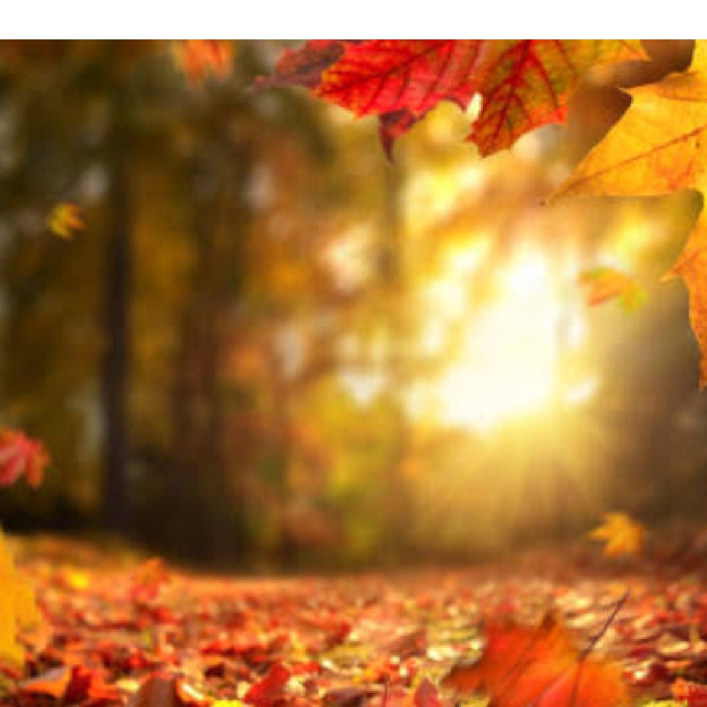 El podcast de Sandra Lopez Arellano