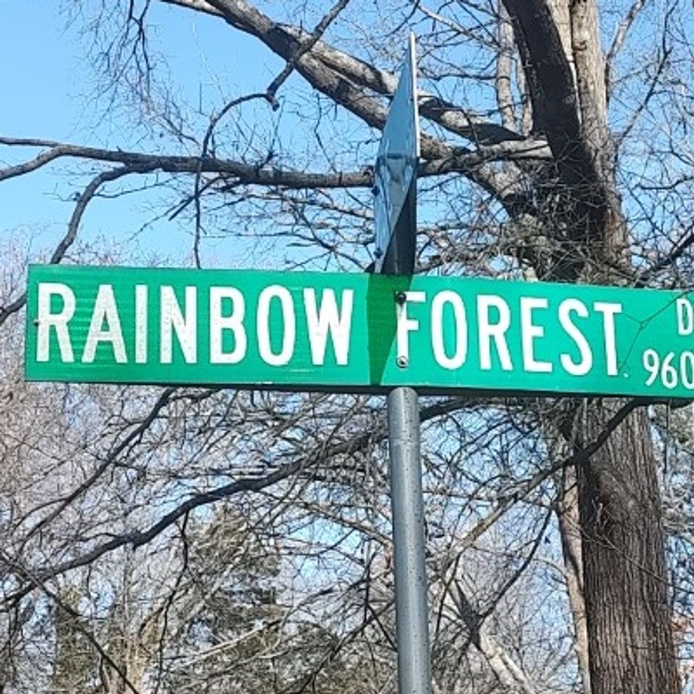 The Lyrics From Rainbow Forest Chapter 391 Undiscovered Peace