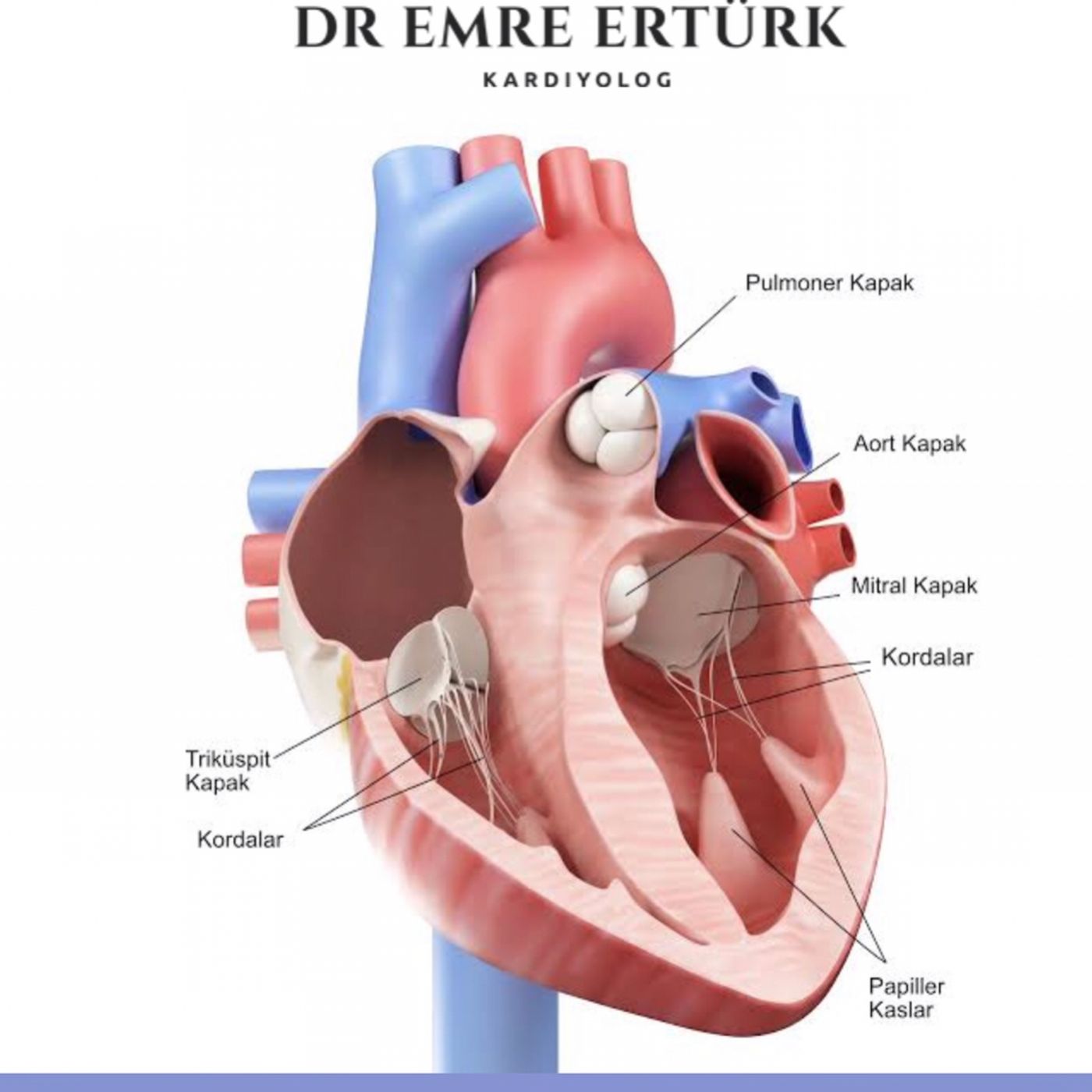 Kardiyolog (Dr Emre Erturk)