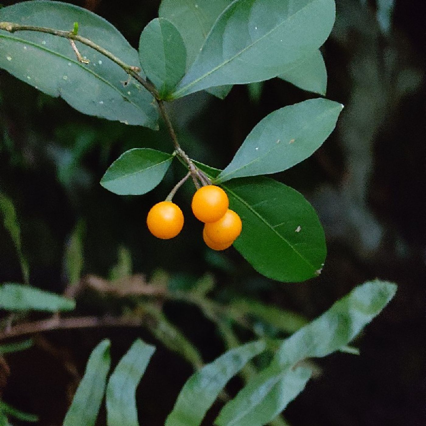 Ep252 - Diane's Tarot Diary: 我的塔羅日記 閒聊•舒開的結果