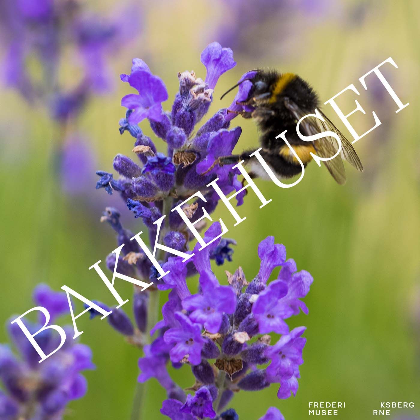 Alle blomsters kærlige veninde af Frederiksbergmuseerne