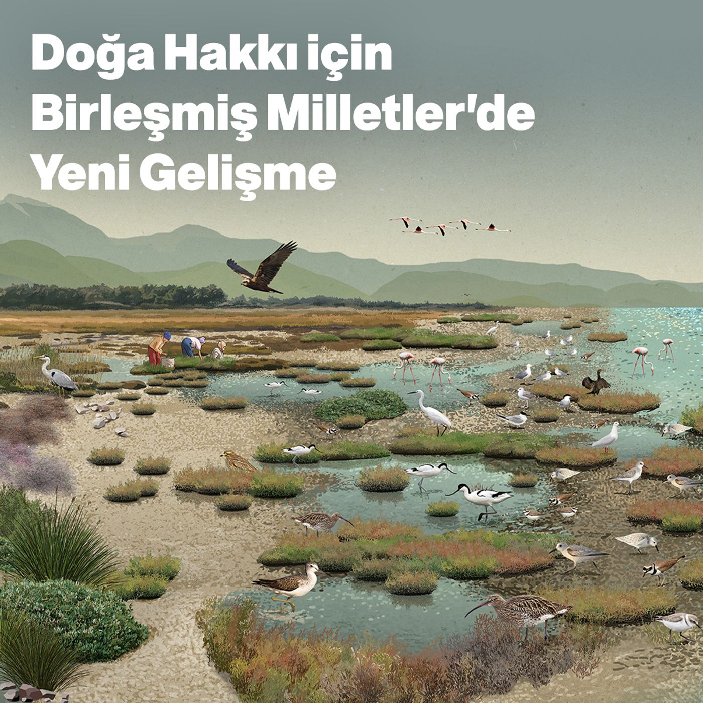 Doğa Hakkı için Birleşmiş Milletler'de Yeni Gelişme episode artwork