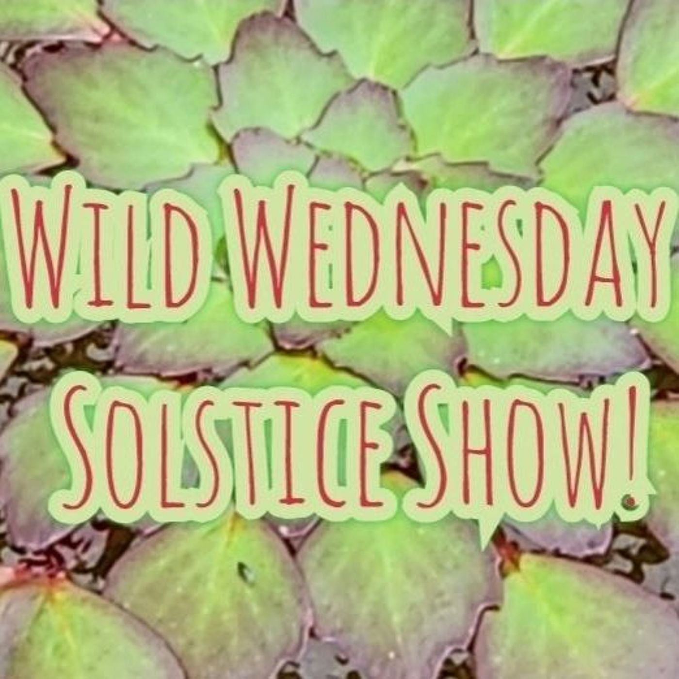 Wild Wednesdays Solstice Show!