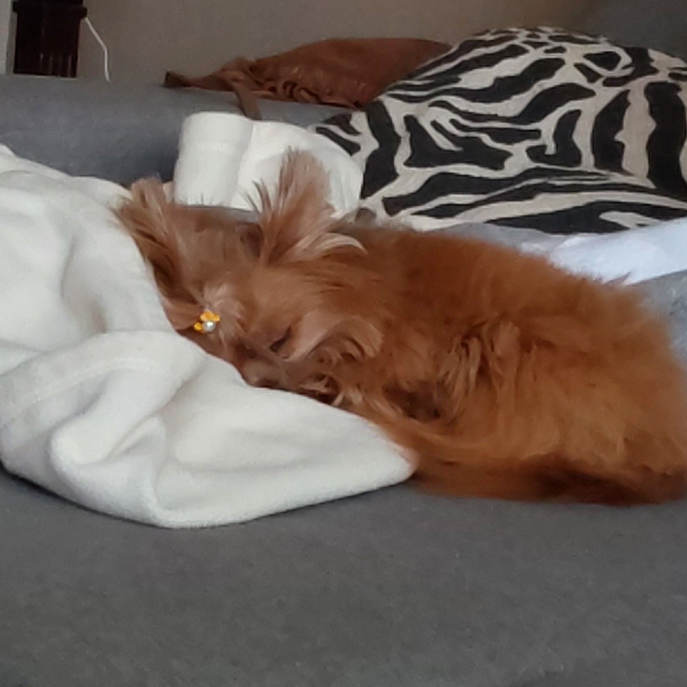 Sobre pets cover art