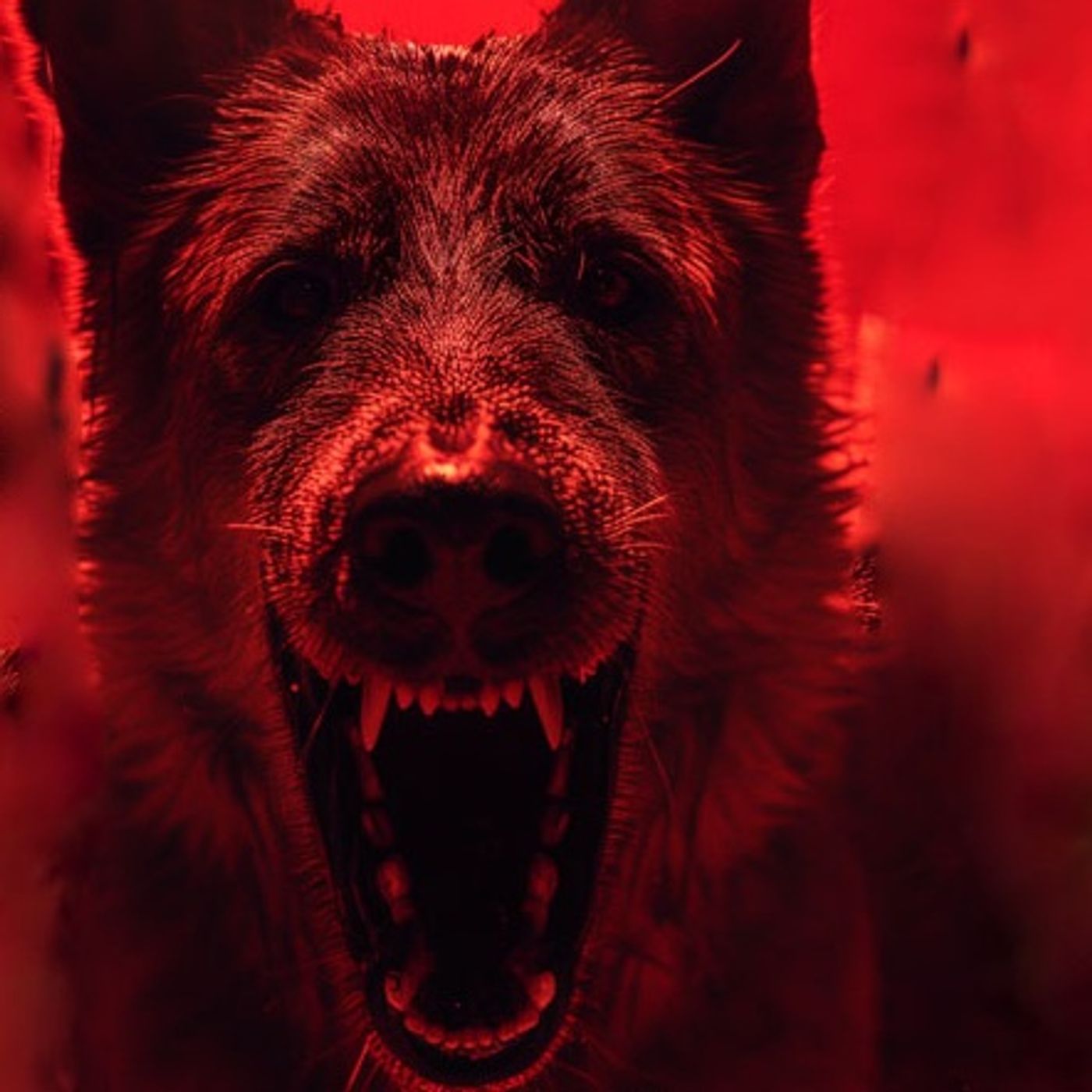 Sus Ojos Rojos Le Quitaron La Vida A Mi Mascota Historias De Terror - REDE