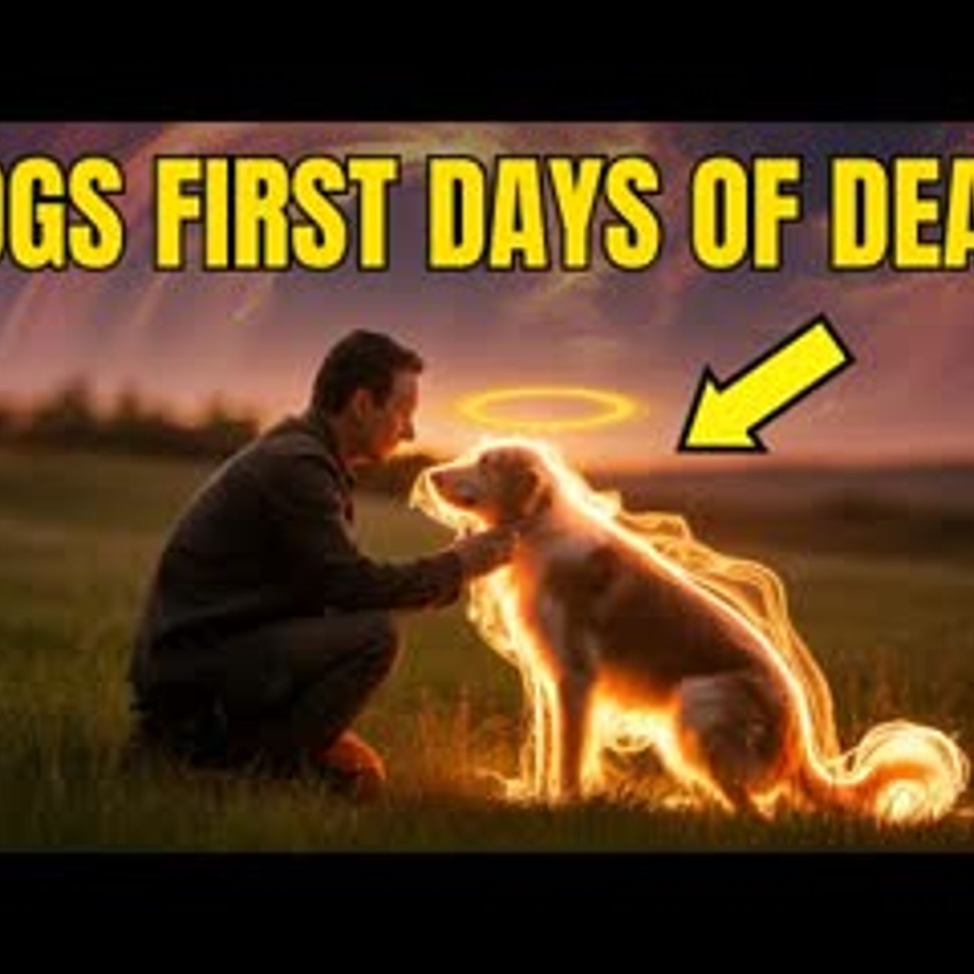 This is what Happens to the Souls of Dogs in the First Days After Death - Buddhism Wisdom