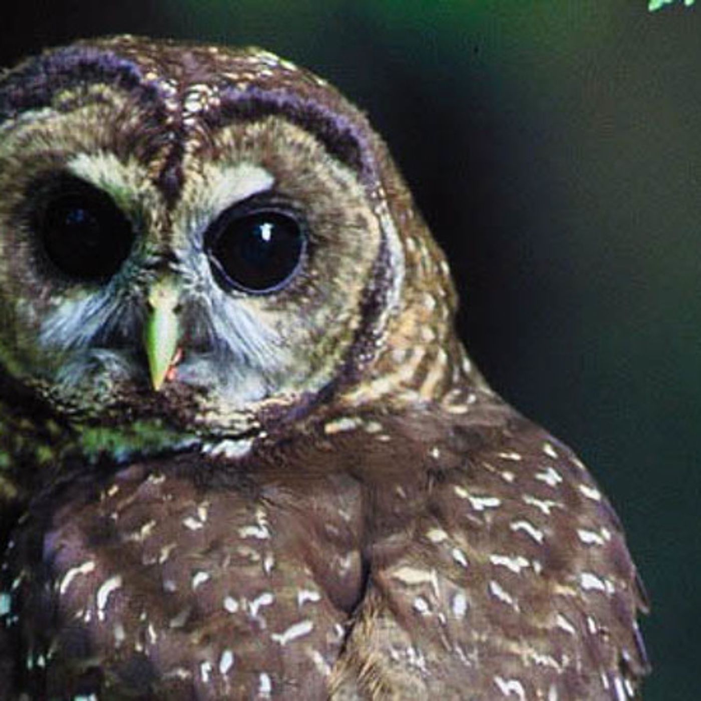 Another Threat To Spotted Owls: Fire episode artwork