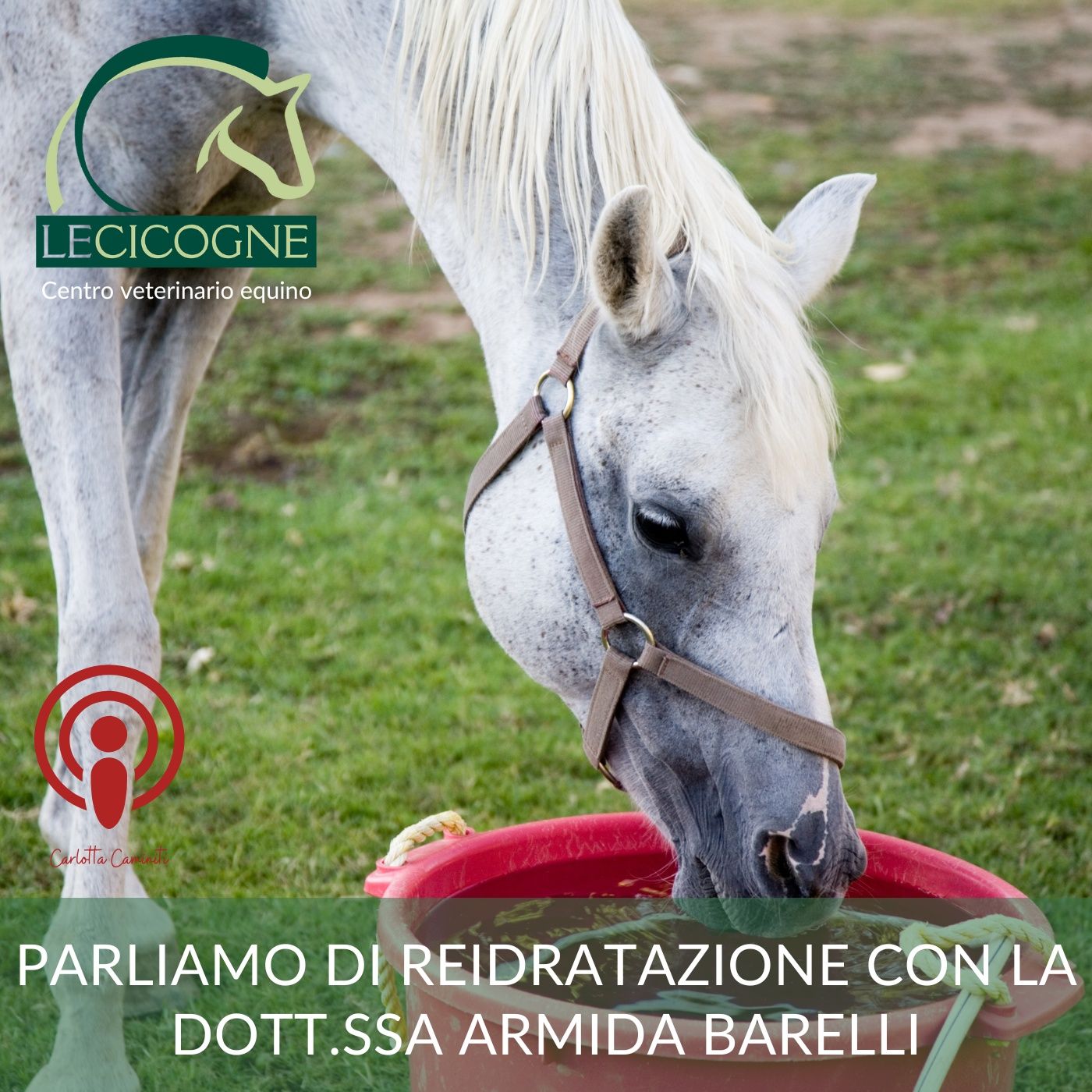 I cavalli: parliamo di salute e benessere