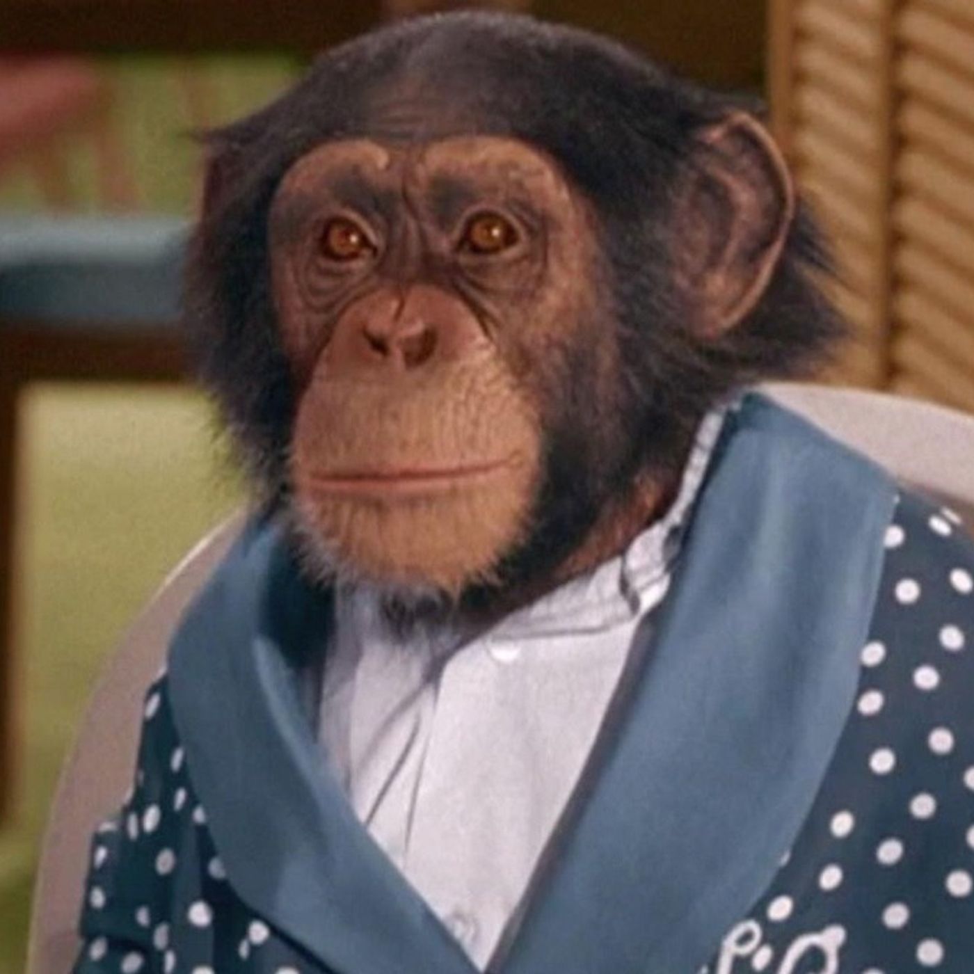 BEWITCHING MAYBERRY: Chimp In a Hat (w/ 80s TV Ladies)