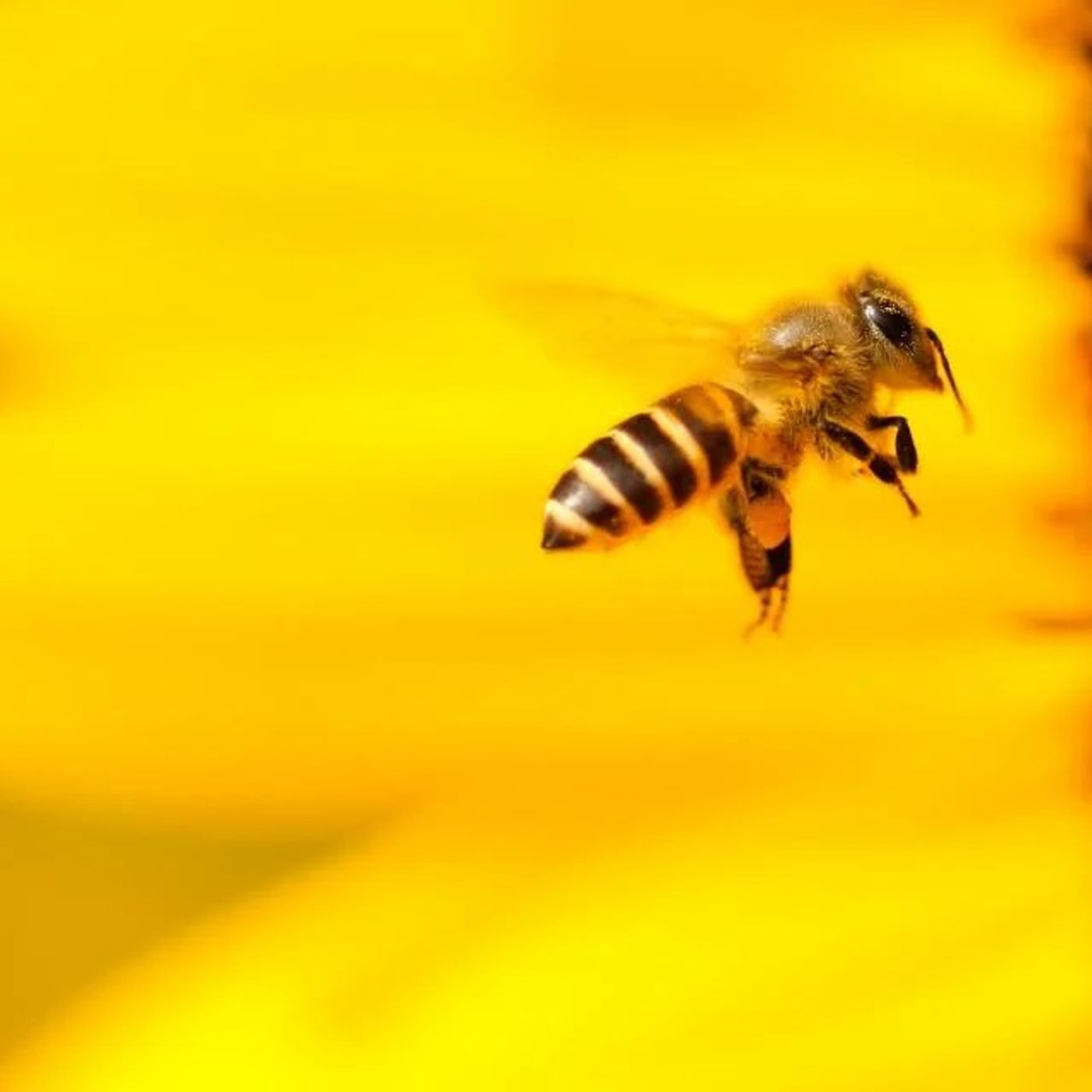 Api e biodiversità il radar che rivoluziona il monitoraggio degli impollinatori episode artwork