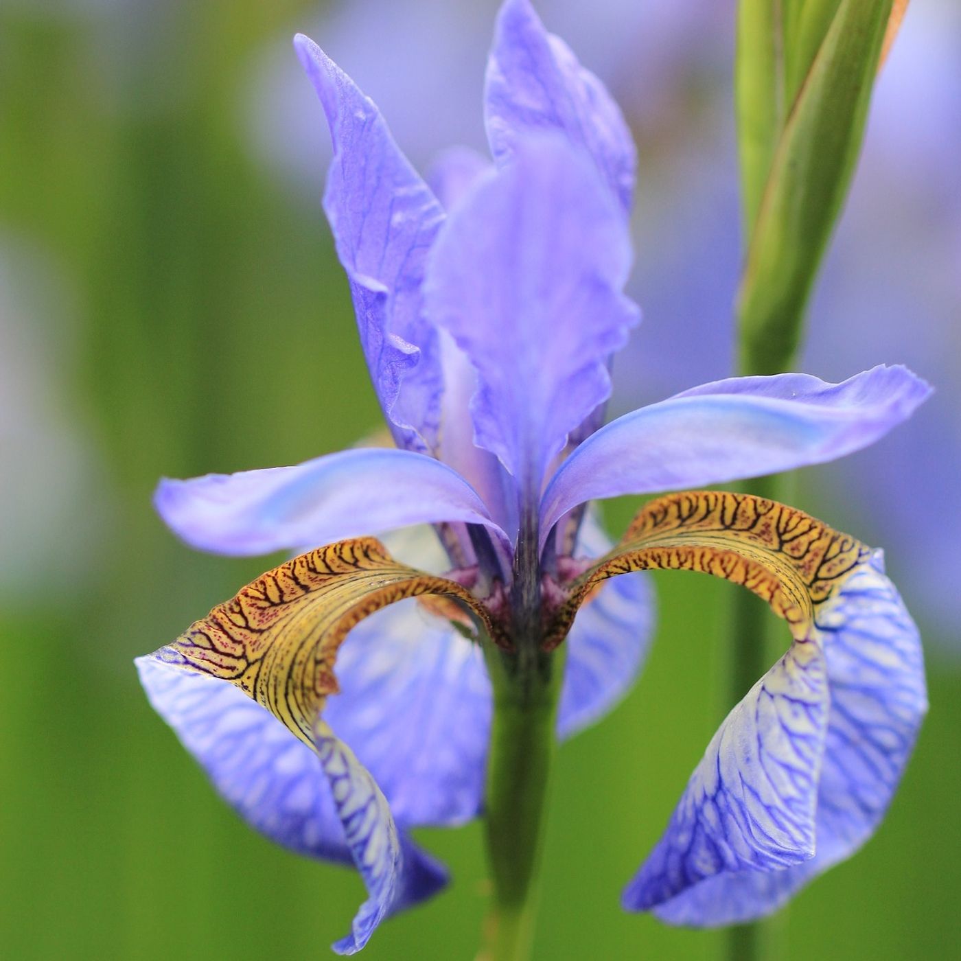 Inner Truth's show cover art