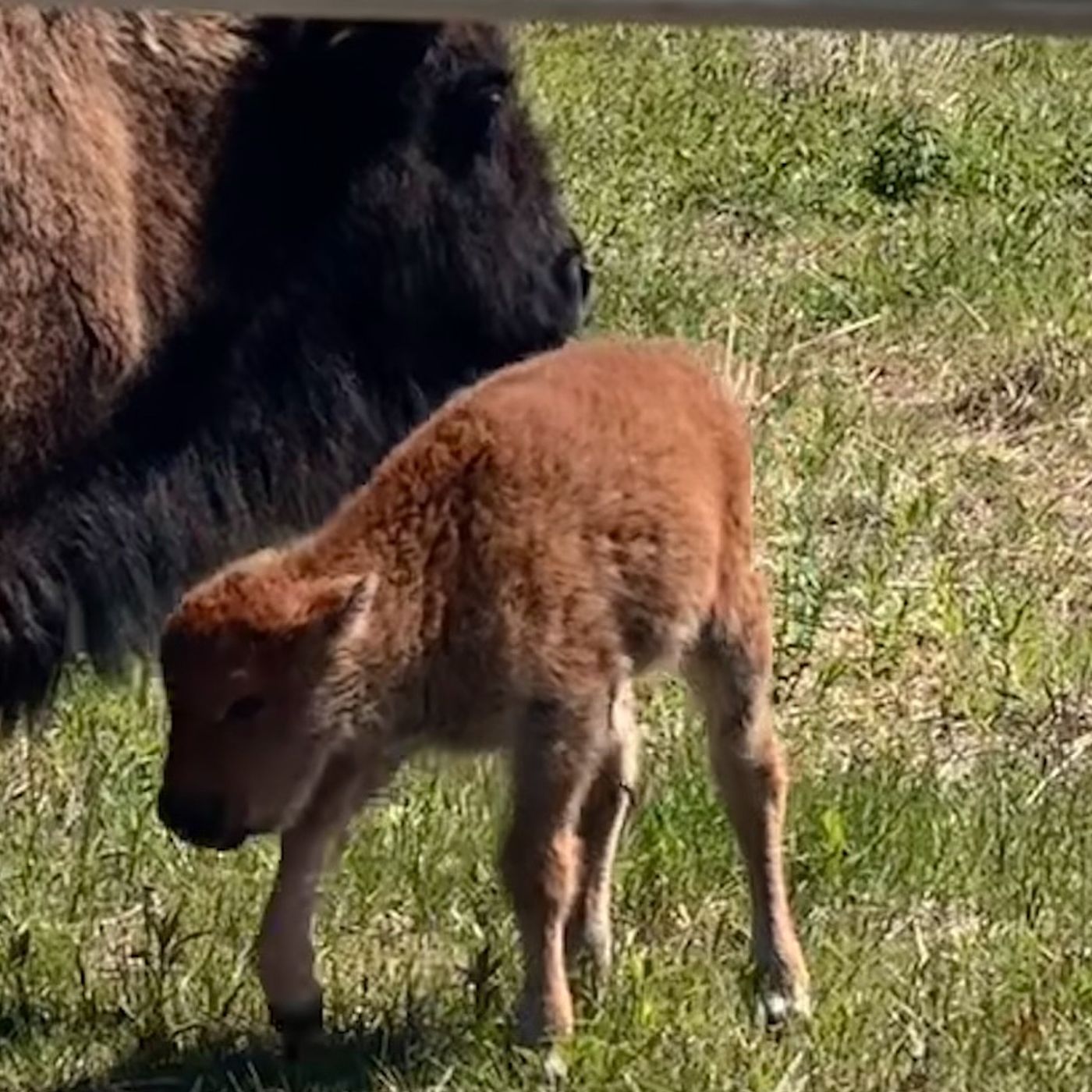Baby bison born at Kane County forest preserve in 200-year first episode artwork