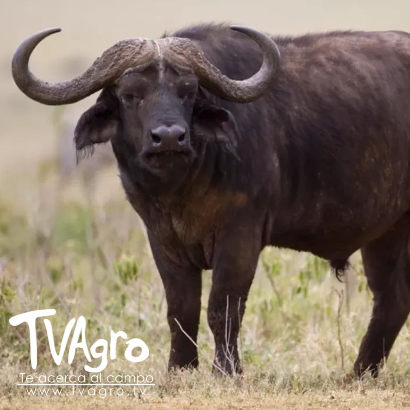 TV AGRO