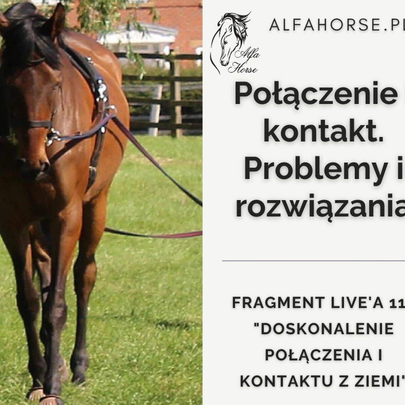Doskonalenie połączenia i kontaktu z ziemi - fragment Live 115 episode artwork