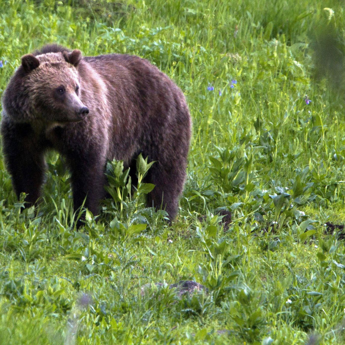 Patrick: The Return Of The California Grizzly episode artwork