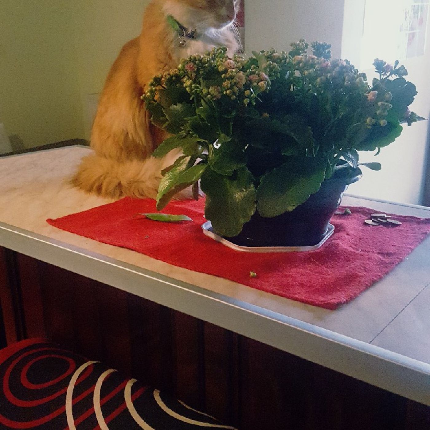 hakuna matata